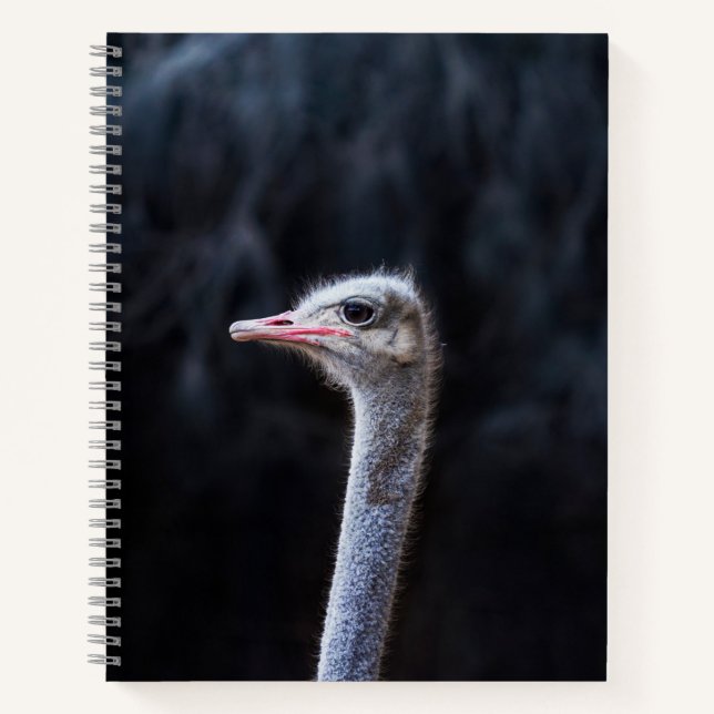 Straußenportrait Notizbuch (Vorderseite)