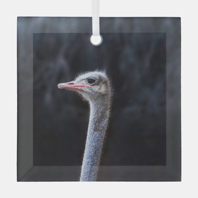 Straußenportrait Ornament Aus Glas (Vorderseite)