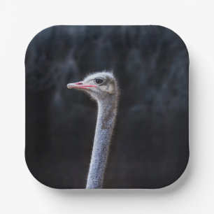 Straußenportrait Pappteller