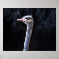 Straußenportrait