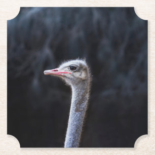 Straußenportrait Untersetzer