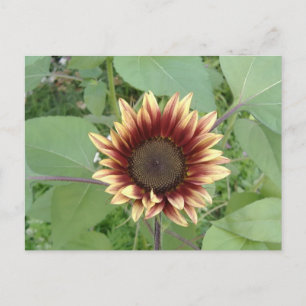 Strawberry Blonde Sonnenblume Postkarte