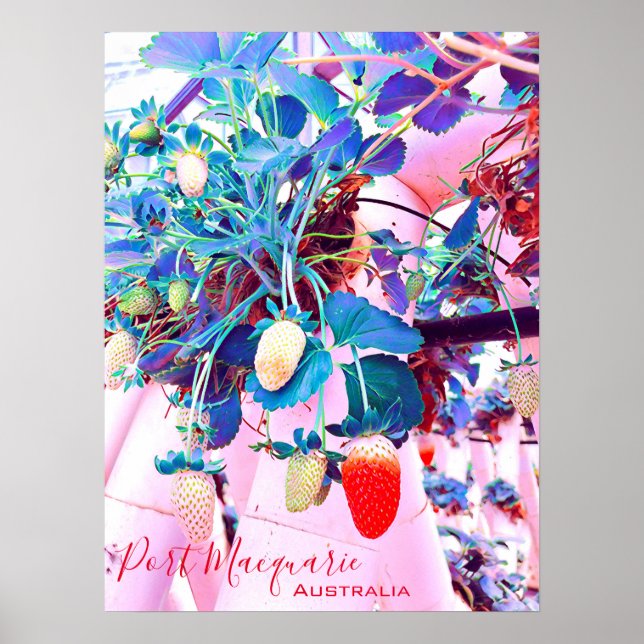 Strawberry farm Port Macquarie Australien Poster (Vorne)