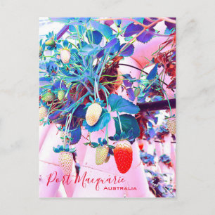 Strawberry farm Port Macquarie Australien Postkarte
