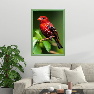 Strawberry Finch  Poster