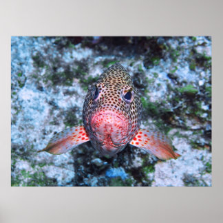 Strawberry Grouper Poster