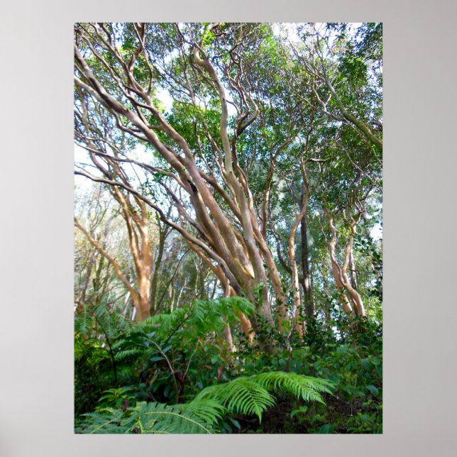 Strawberry Guava Trees Poster (Vorne)