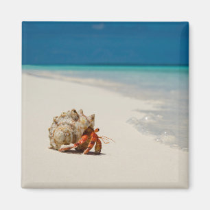 Strawberry Hermit Crab   Coenobita Perlatus Magnet