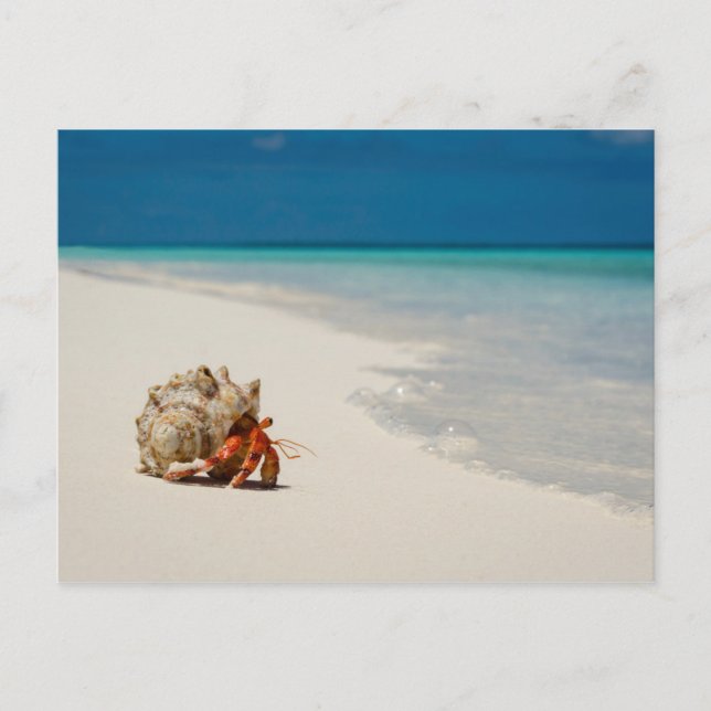 Strawberry Hermit Crab | Coenobita Perlatus Postkarte (Vorderseite)