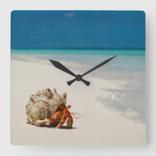 Strawberry Hermit Crab   Coenobita Perlatus Quadratische Wanduhr
