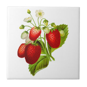 Strawberry Keramik Tile Fliese