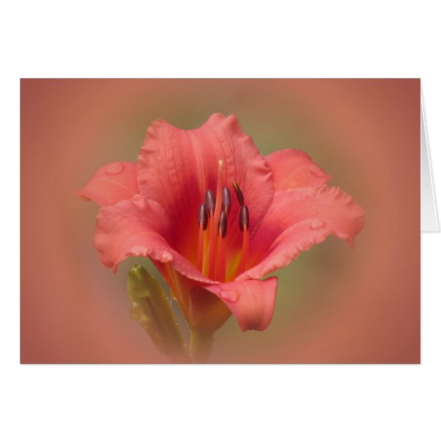 Strawberry Petals (Vorderseite (Horizontal))