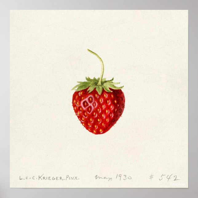 Strawberry (von Louis C.C. Krieger) Poster (Vorne)