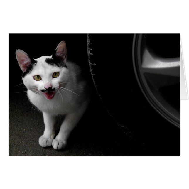 Stray Cat mit Mustache (Vorderseite (Horizontal))