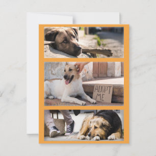 Stray Hunde Gewartet für Adoption Postüberqueren Postkarte