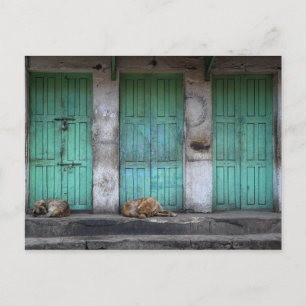 Stray Hunde vor schmutzigen grünen Türen Postkarte