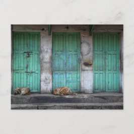 Stray Hunde vor schmutzigen grünen Türen Postkarte