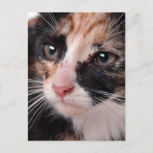Stray Kitten Postkarte