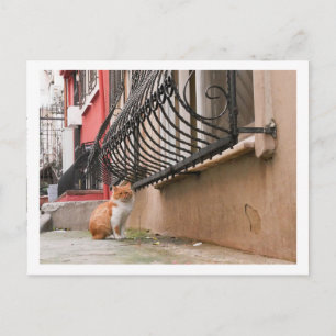Street Cat 1 Postkarte