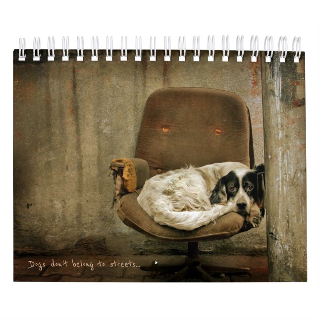 Street Dogs Kalender (Titelbild)
