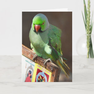 Street Singer, Tamil Nadu, Südindien Karte