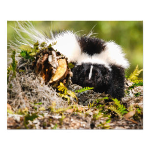 Streifen Skunk Fern Log Fotodruck