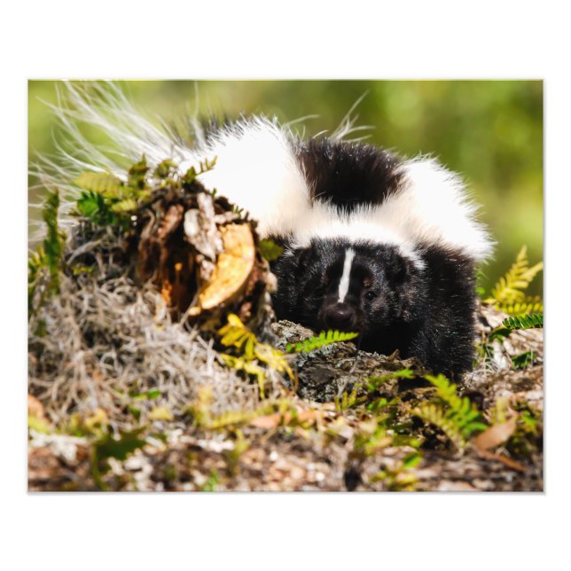 Streifen Skunk Fern Log Fotodruck (Vorne)