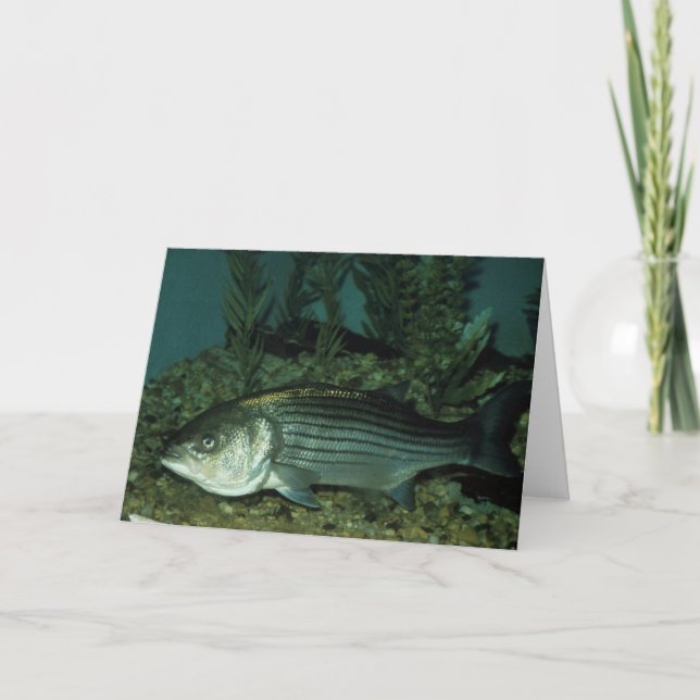 Streifenbarsch Karte (Vorderseite)
