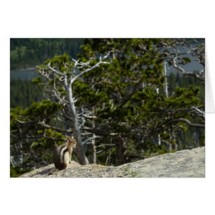 Streifenhörnchen am Two Medicine Lake Overlook