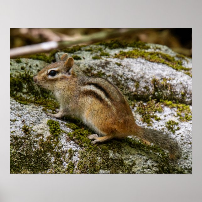 Streifenhörnchen auf Patrouille Poster (Vorne)