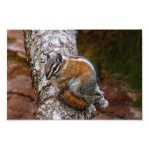 Streifenhörnchen im Zion-Nationalpark  Fotodruck