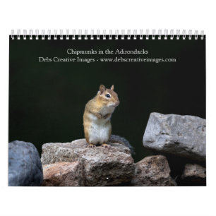 Streifenhörnchen in den Adirondacks 2026 Kalender