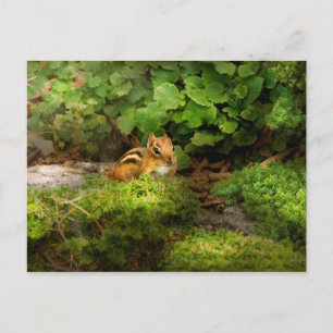 Streifenhörnchen - Was für ein Süßer Postkarte