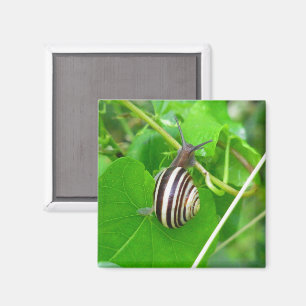 Streifennagel auf einem Leaf-Magnet Magnet