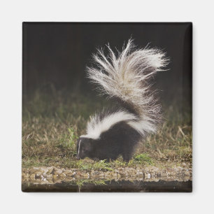 Streifenskunk, Mephitis mephitis Magnet