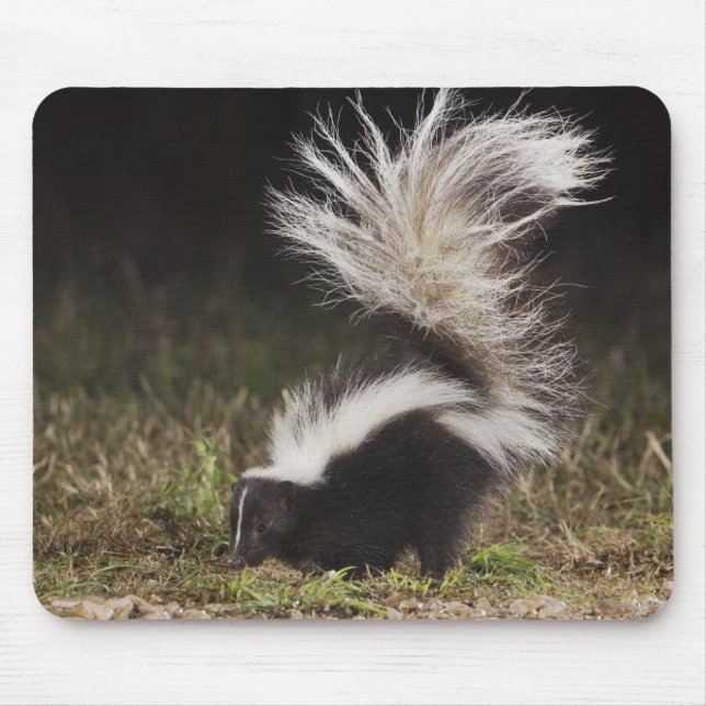 Streifenskunk, Mephitis mephitis Mousepad (Vorne)