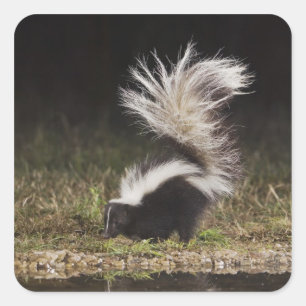 Streifenskunk, Mephitis mephitis Quadratischer Aufkleber