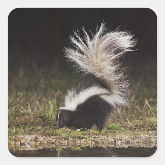 Streifenskunk, Mephitis mephitis Quadratischer Aufkleber (Vorderseite)