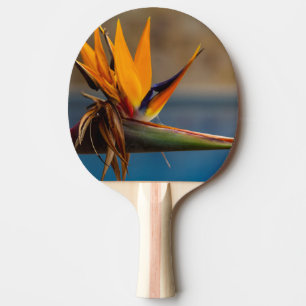 Strelitzia Blume Südafrika Natur Tischtennis Schläger