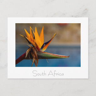 Strelitzia Blume Südafrika Naturpostkarte Postkarte