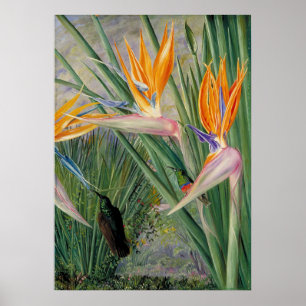 Strelitzia by Marianne North - Exotische Landschaf Poster