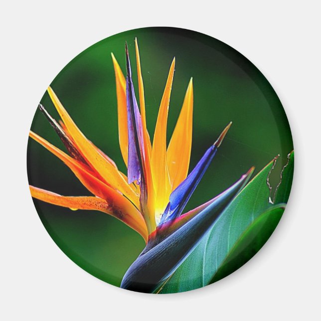 Strelitzia. Der Vogel der paradiesischen Blume. Magnet (Vorne)