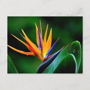 Strelitzia. Der Vogel der paradiesischen Blume. Postkarte