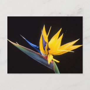 Strelitzia. Der Vogel der paradiesischen Blume. Postkarte