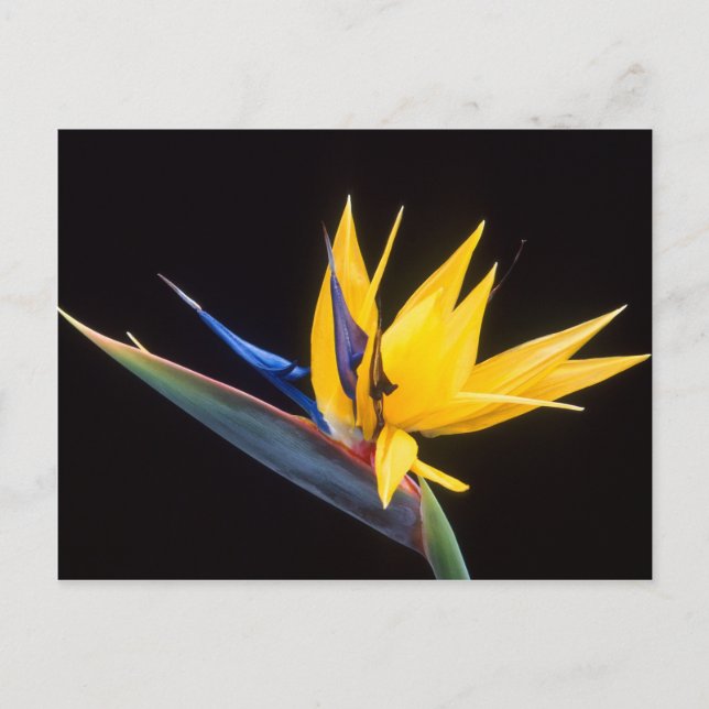 Strelitzia. Der Vogel der paradiesischen Blume. Postkarte (Vorderseite)