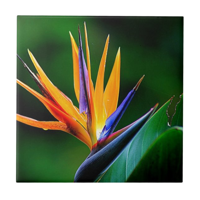Strelitzia. Paradiesvogel Blume Fliese (Vorderseite)