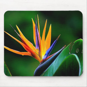 Strelitzia. Paradiesvogel Blume Mousepad