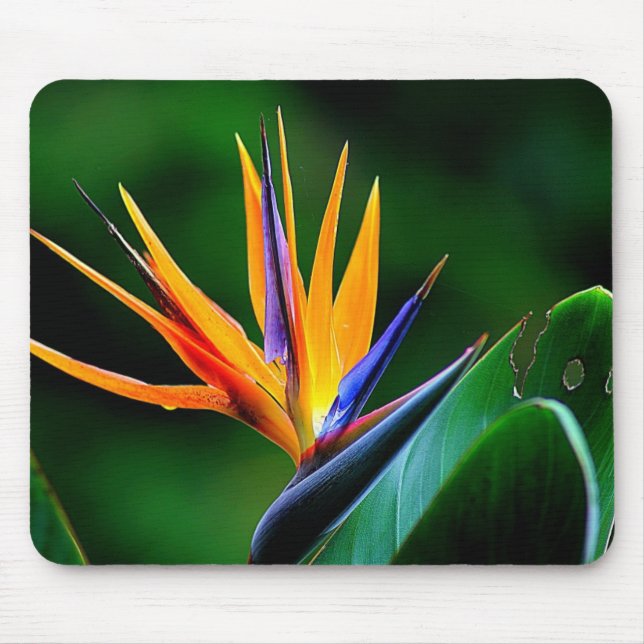 Strelitzia. Paradiesvogel Blume Mousepad (Vorne)