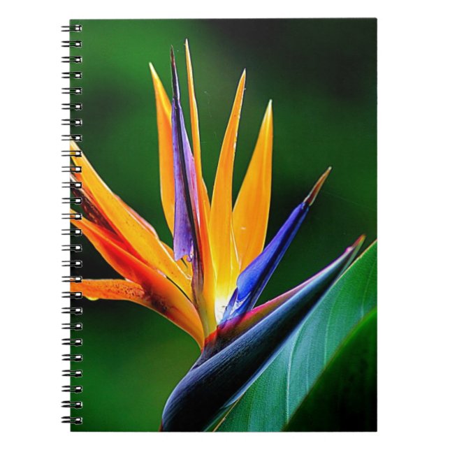 Strelitzia. Paradiesvogel Blume Notizblock (Vorderseite)