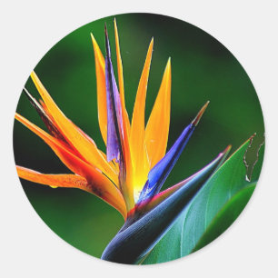 Strelitzia. Paradiesvogel Blume Runder Aufkleber